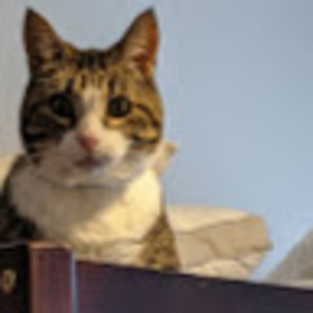Meet your Posher, Sylvia